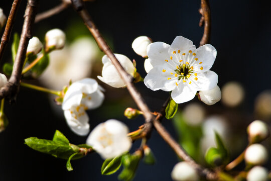 Delicate white blossom opens among tight round buds on a sunlit branch while fine textures and soft shadows highlight the tender start of spring and the quiet promise of fruit ahead
