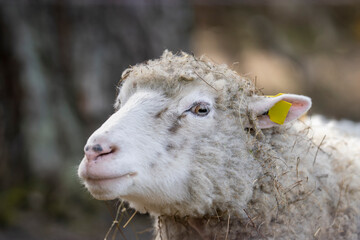 Domestic sheep with textured fleece, hay in wool, and a yellow ear tag. Close-up portrait of a sheep (Ovis aries) with ears held back, indicating fear, standing in a natural farm environment.  © Kaja
