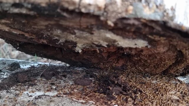 Nasute Termites in Queensland Australia