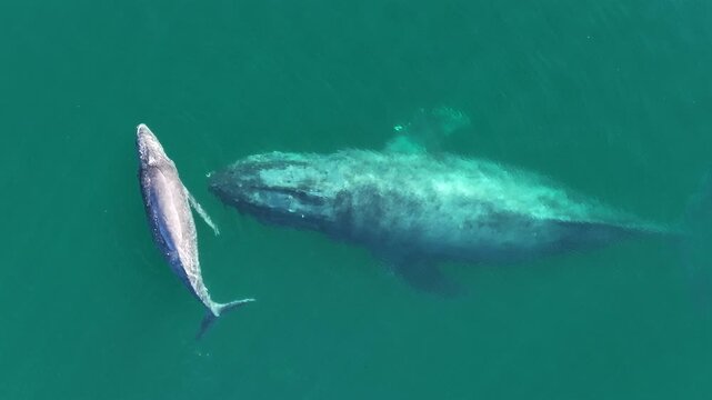 Static aerial shot of a whale and his calf in Cortez Sea Mexico