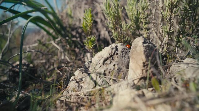 Close up of a red ladybug crawling over a sunlit rock surrounded by natural vegetation, highlighting small scale wildlife and detailed textures in a natural environment.