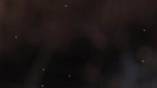 Soft-focus scene of small insects flying in the air with blurred background, creating a dreamy atmosphere with light and motion effects.