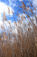 Obraz premium Beautiful footage of reeds in the wind with a bright, blue sky backdrop, perfect for nature themes, relaxation, or environmental projects.