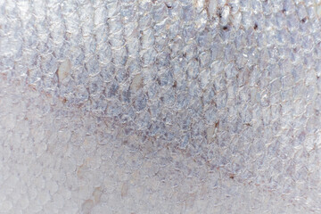 Intricate details of shimmering fish scales glisten under natural light in a vibrant environment © Maksim Shebeko