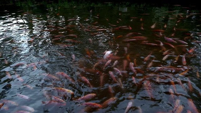 Group of colorful freshwater fish moving in flow pattern