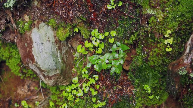 雨の登山道。湧き出して滴る水滴。高山の森林の景色。悪天候。雨具や長靴など足元の備え。準備と注意喚起。登山届。計画と判断。