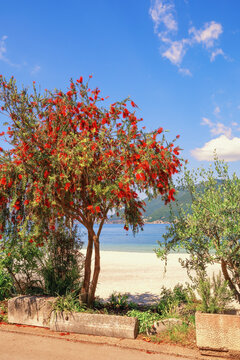 Spring Mediterranean landscape. Flowering tree of Callistemon viminalis with bright red flowers. Montenegro, coast of Kotor Bay near Tivat city