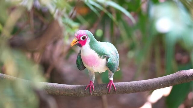 Close up shot of a male Jambu fruit dove (Ramphiculus jambu) perches on a branch, looks around the surroundings.
