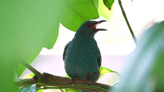 A female Asian Fairy-bluebird (Irena puella) perches on a tree branch, engaging in gular fluttering, with her mouth open to cool down, close up shot.