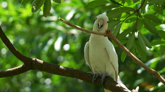 A Tanimbar corella (Cacatua goffiniana) perches on tree branch in its natural habitat, close up shot.