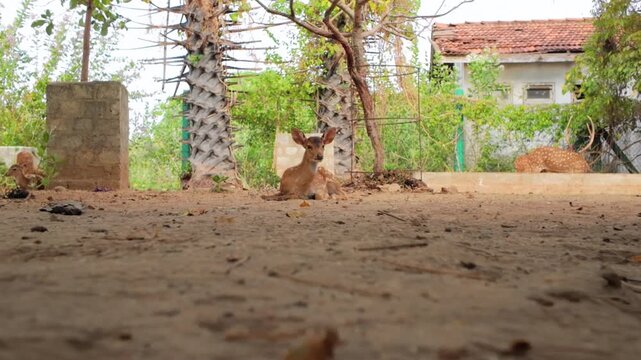 Young Spotted Deer Resting On Ground At Semi-urban Park In Trincomalee, With Buck Foraging In Background. ground-level, sideways shot