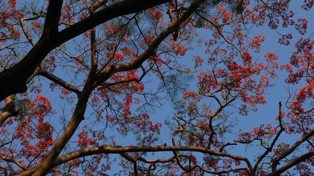 Vibrant Red Orange Royal Poinciana Flame Tree Canopy in Full Bloom with Dark Branches Against Blue Sky