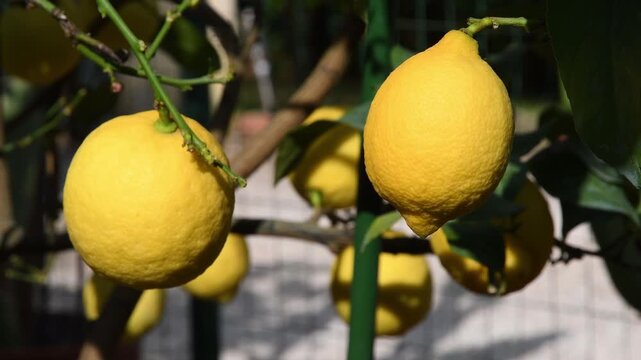 Beautiful lemons on the tree in spring. Close up.