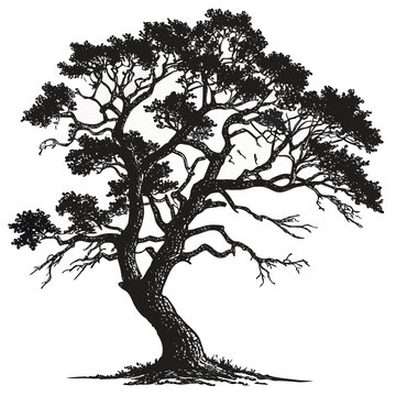Cork oak silhouette thick textured trunk rounded canopy