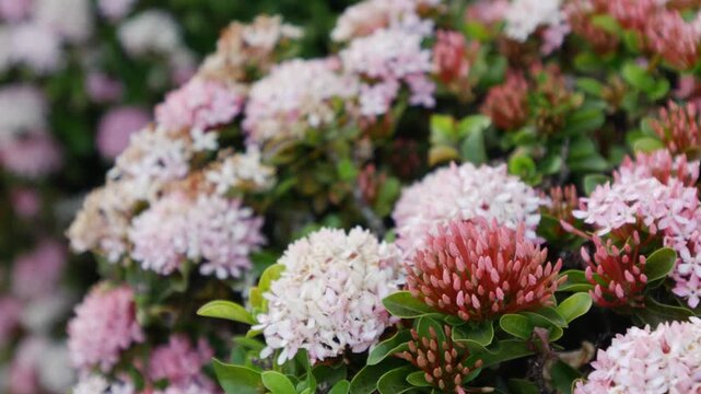 Pink and White Ixora Dwarf Jungle Flame Flower Clusters with Red Buds and Green Leaves in Tropical Garden