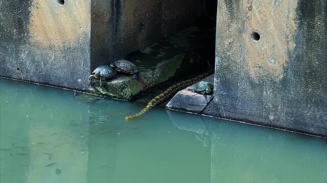 Reticulated Python Swimming In Concrete Canal, With Red-eared Sliders Perched On Edge. wide shot