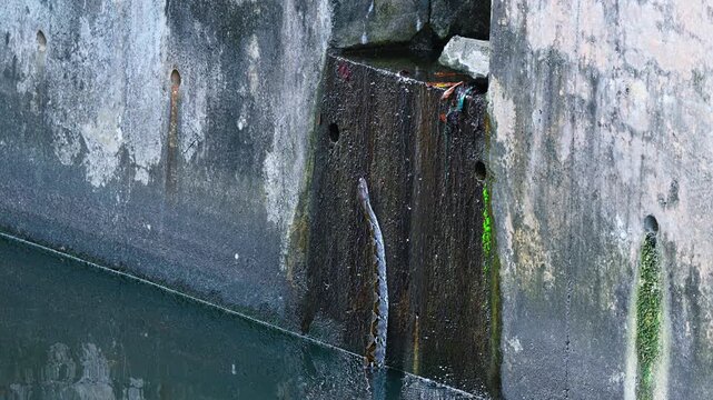 Reticulated Python Partially Submerged In Urban Canal Near Drainage Outlet. slow motion shot