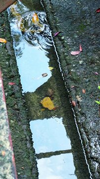 Yellow Reticulated Python Peeking Out From Narrow Mossy Concrete Drain Canal. high angle, vertical shot