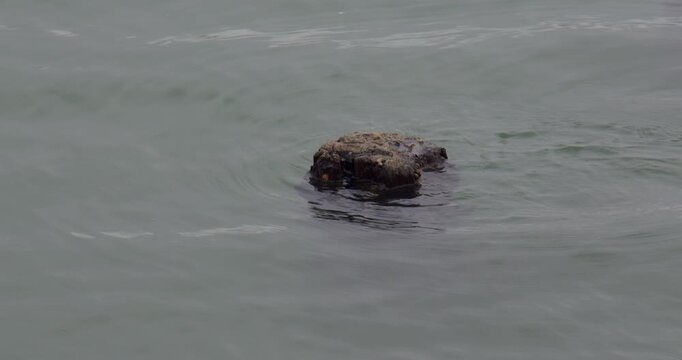 Shot of wooden Disappearing under water at high tide at Shoreham harbour