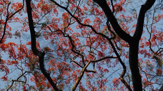 Gnarled Dark Trunk and Spreading Branches of Royal Poinciana Flame Tree with Red Flowers Against Light Sky