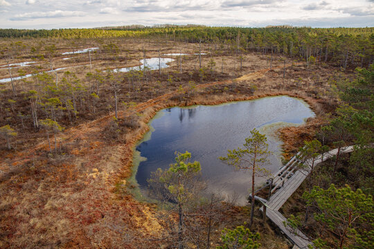 Swamp scenery in Pilka Niedraju nature park in Pale in Latvia in April