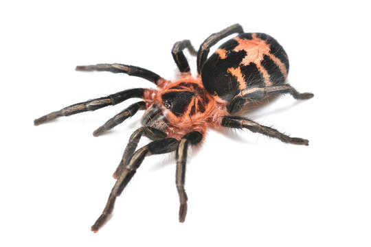 Closeup picture of the Venezuelan Dwarf Tiger Tarantula Cyriocosmus leetzi (Araneae: Theraphosidae), photographed on white background.