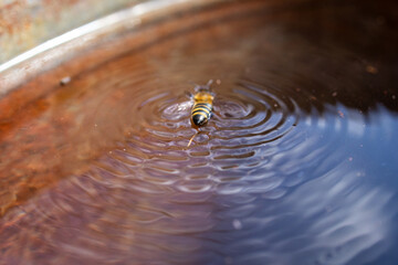 Bee touches the pond surface and creates radiant ripples that drift across a rusty bowl. Concentric waves emphasize the small scale of life and the beauty of everyday garden moments © Oleh