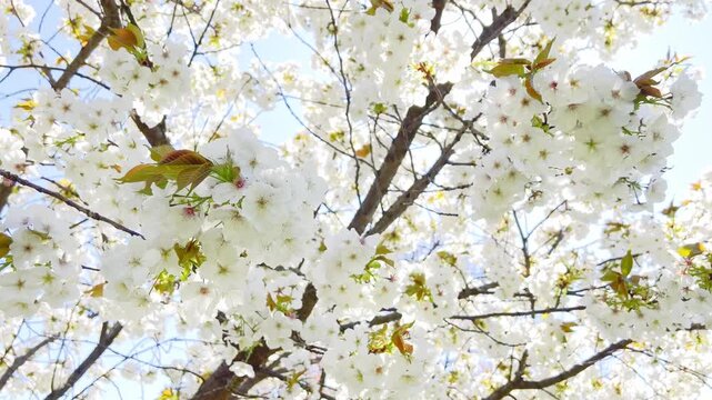 Close up of white cherry blossoms swaying in the wind with bright sunlight and lens flare. Beautiful spring background with blooming white flowers and sun rays through the branches. Slow motion video 