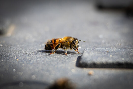 Macro side view of a honey bee exploring a dark textured surface with antennae forward and legs poised soft bokeh surrounds the tiny pollinator in bright daylight on an urban platform