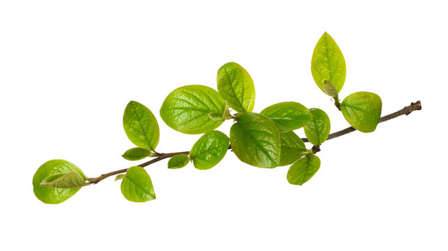 Spring twig with fresh green leaves of cotoneaster isolated on white or transparent background