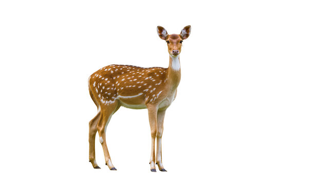Spotted deer standing gracefully, isolated on transparent background