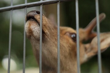 roe deer in a closed park © Alex