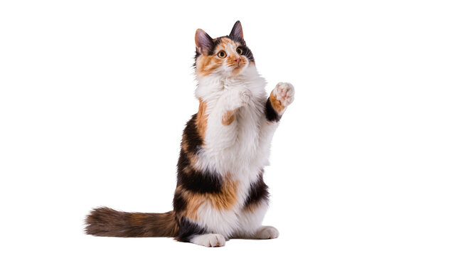 Calico cat standing on hind legs reaching up with paw, isolated on transparent background