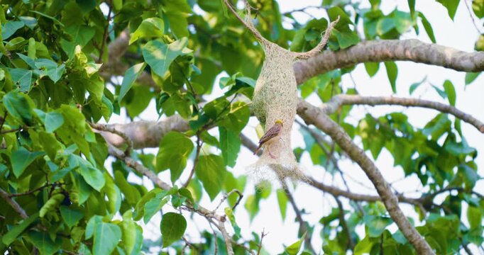 Yellow baya weaver nest bird building  on tree branch nature moment slow motion