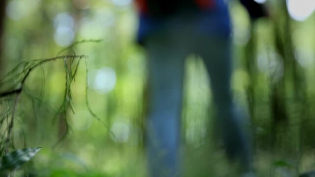 Back view of adventure young woman hiker travel with backpack and trekking poles walk on a winding dirt path through a lush green valley on mountain trail through alpine landscape evergreen forest