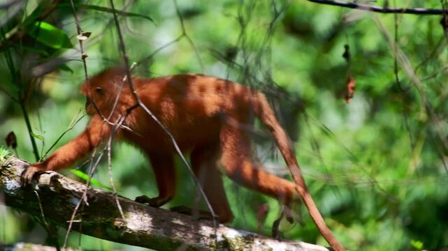 Red Leaf Monkey (Presbytis rubicunda ) climbing over a tree branch.  Sabah, Borneo