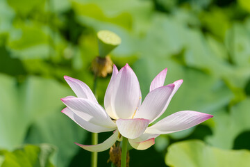 Obraz premium 夏の光の中で優雅に咲き誇るハスの花と背景に映る花托。日本の夏の情景を感じさせる水辺の植物写真。