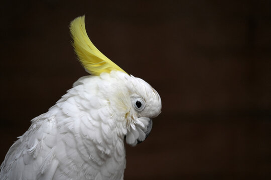 Close-up portrait of a Sulphur-crested Cockatoo (Cacatua galerita) head against a blurred natural background