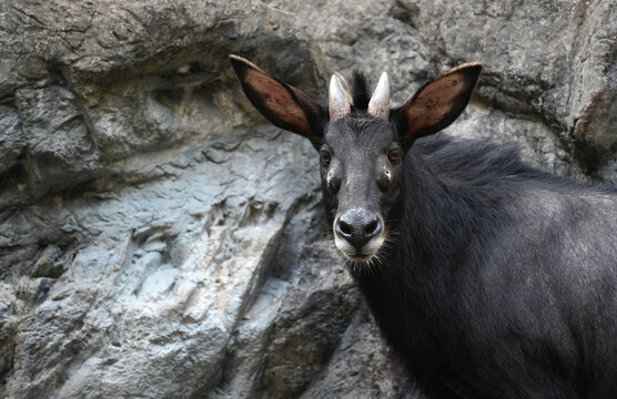majestic serow standing on the rocks against a stone cliff background in a zoo