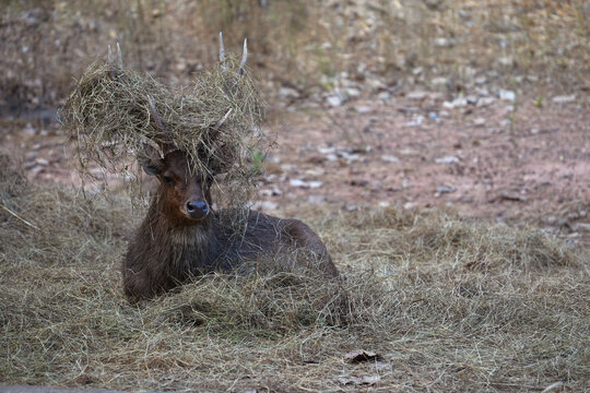 Majestic Rusa deer stag with dry grass on antlers during rutting season