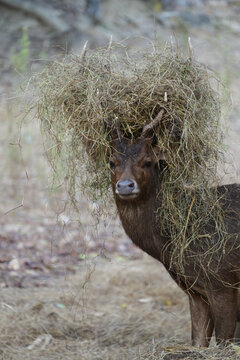 Majestic Rusa deer stag with dry grass on antlers during rutting season