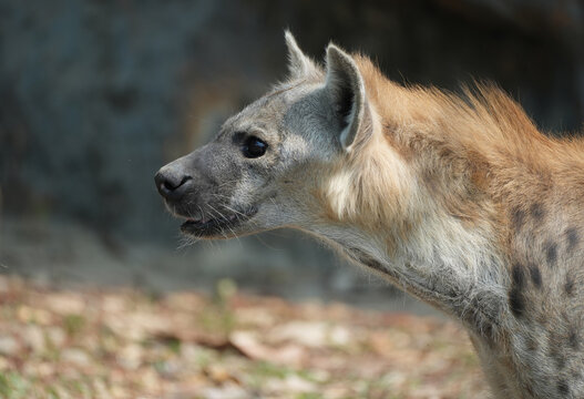 Spotted hyena  looking away , side view