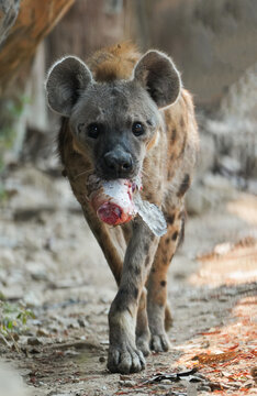 potted hyena carrying a piece of raw meat in its mouth