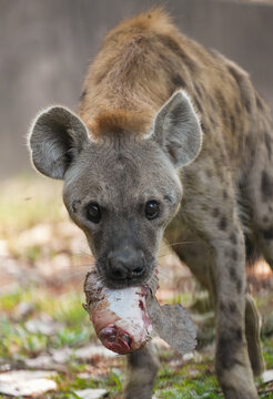 potted hyena carrying a piece of raw meat in its mouth