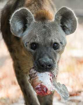 potted hyena carrying a piece of raw meat in its mouth