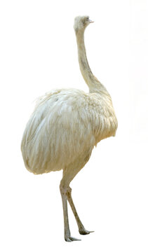 Greater Rhea standing isolated