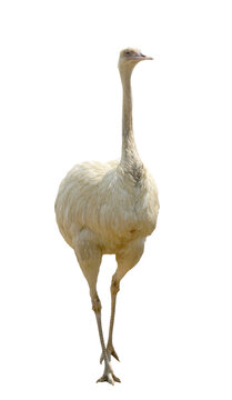 Greater Rhea standing isolated