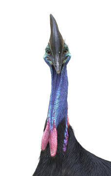 Close-up portrait of a Southern cassowary