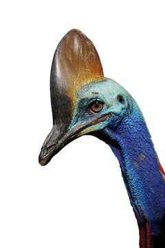 Close-up portrait of a Southern cassowary