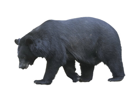 Asian black bear (Moon bear) standing isolated